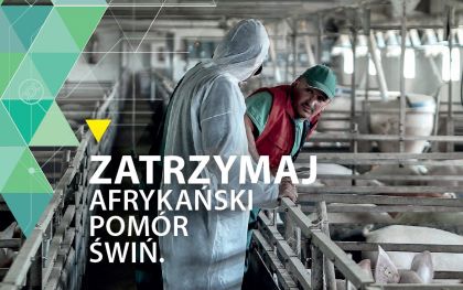 Jak zapobiegać rozprzestrzenianiu się ASF